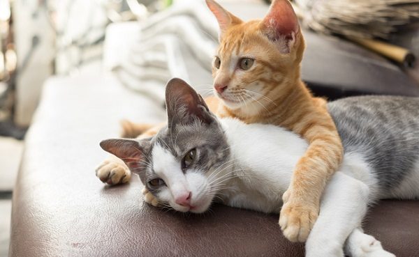 Cats