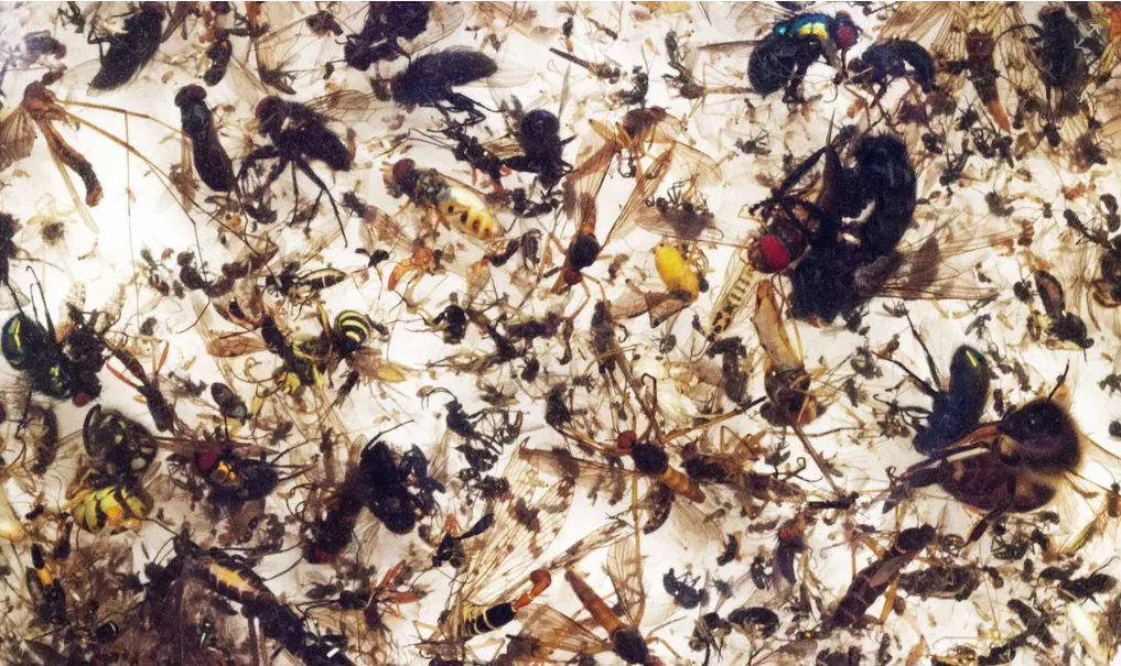 Click to enlarge insect