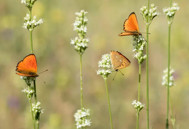 Scarce copper butterflies