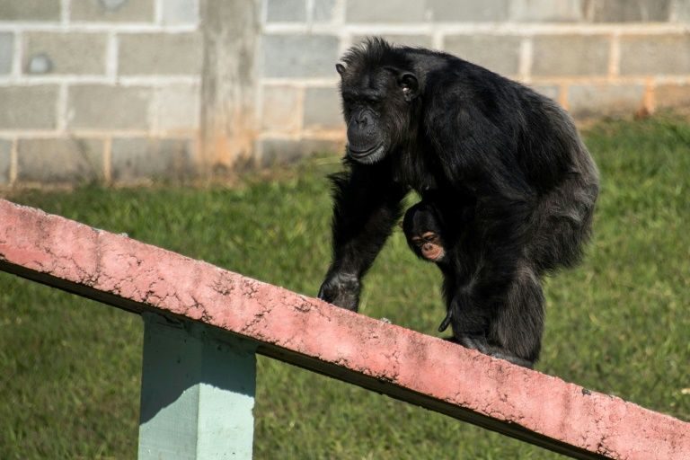 Click to enlarge Female chimpanzee