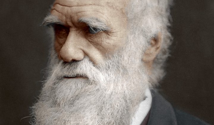 Click to enlarge Darwin