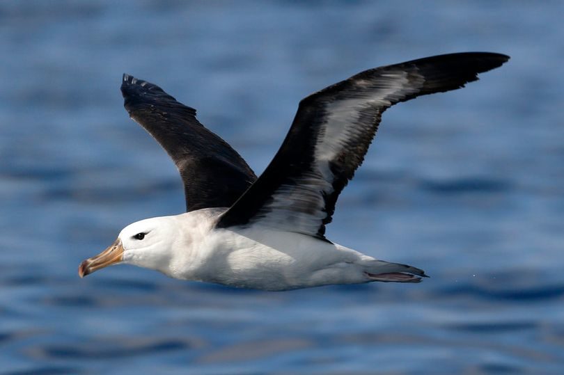 The black browed albatross rarely ventures from the Southern Hemisphere but one has been spotted in Cornwall