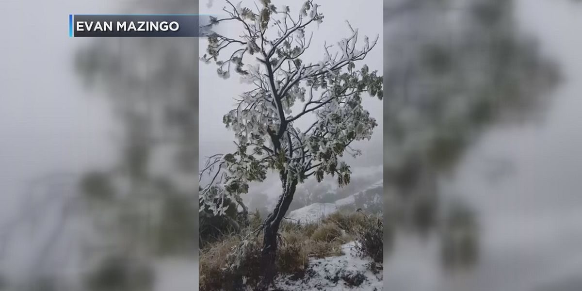 Snow covered Polipoli Spring State Recreation Area on Maui over the weekend