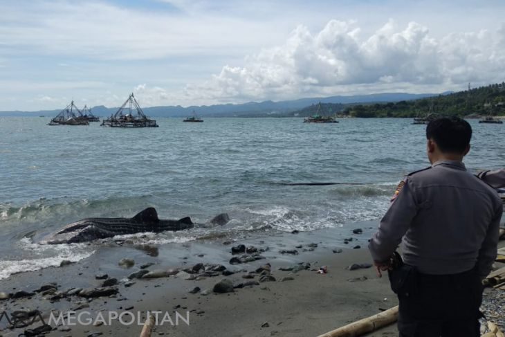 The Whale Shark stranded at the Wharf Port of Nusantara Palabuhanratu Nusantara