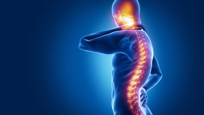 spinal cord