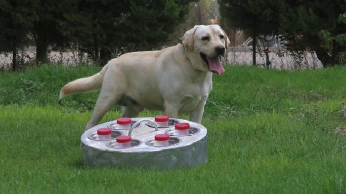 Dog with samples