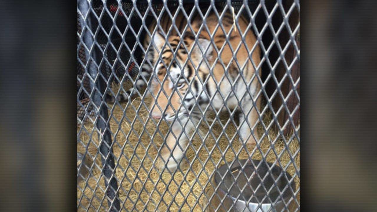 Click to enlarge tiger cage Houston