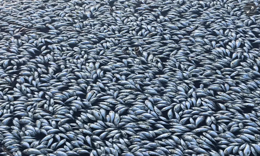 Dead fish