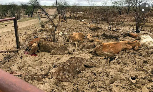 cattle dead australia