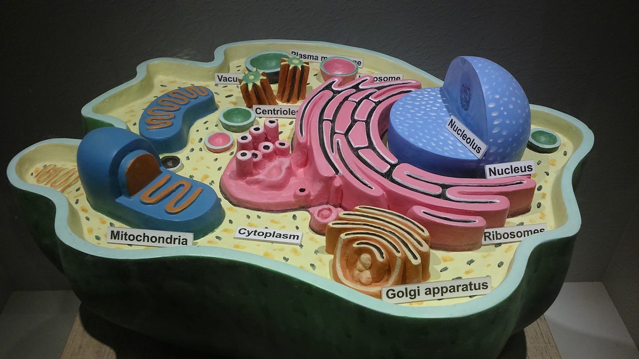 model of animal cell