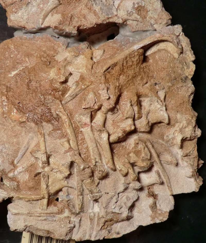 Click to enlarge iguana fossil antarctica