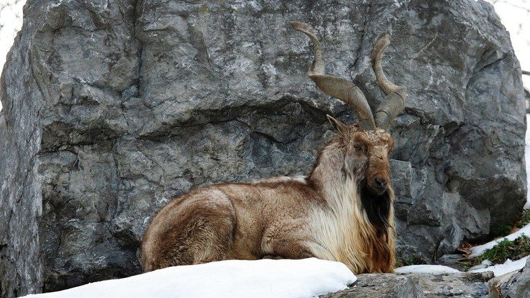 Astore Markhor