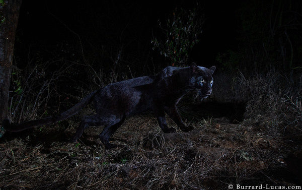 Click to enlarge black leopard
