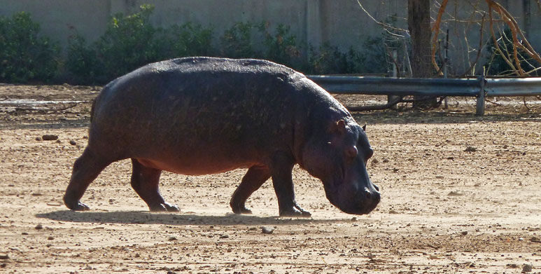 Hippo
