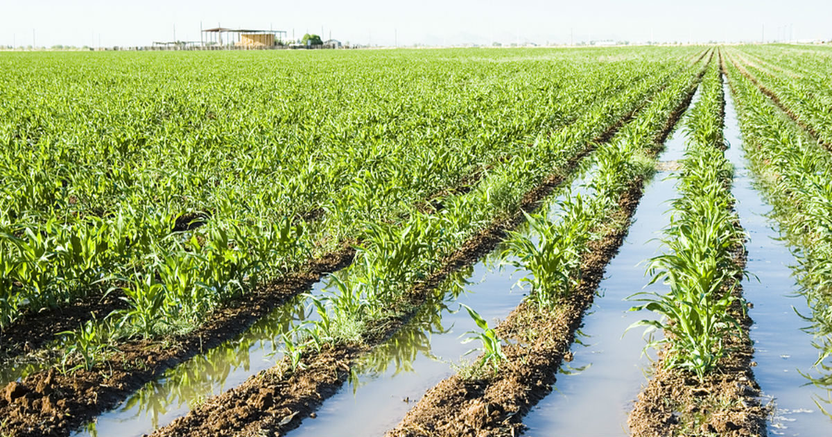 crop damage