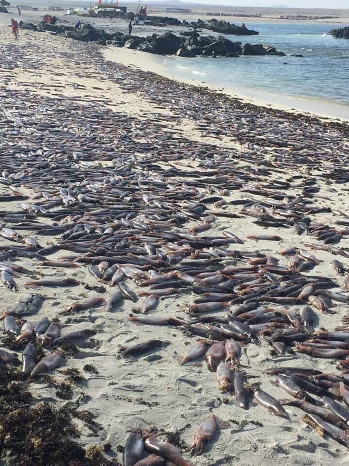 Dead cuttlefish in Chile.
