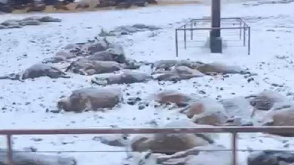 Click to enlarge dead cows