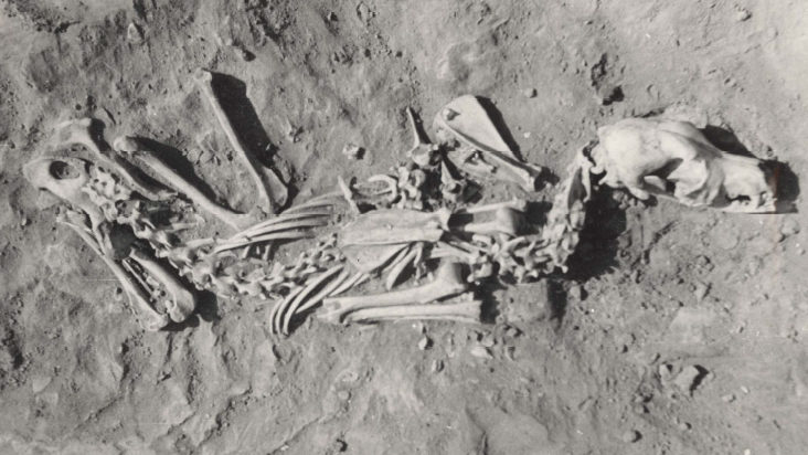 dog burial