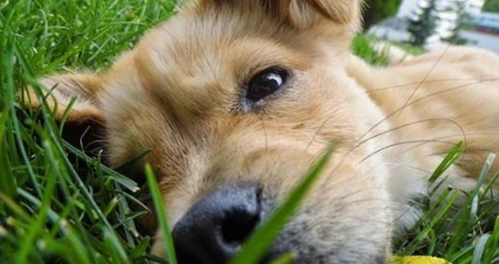 dog in grass