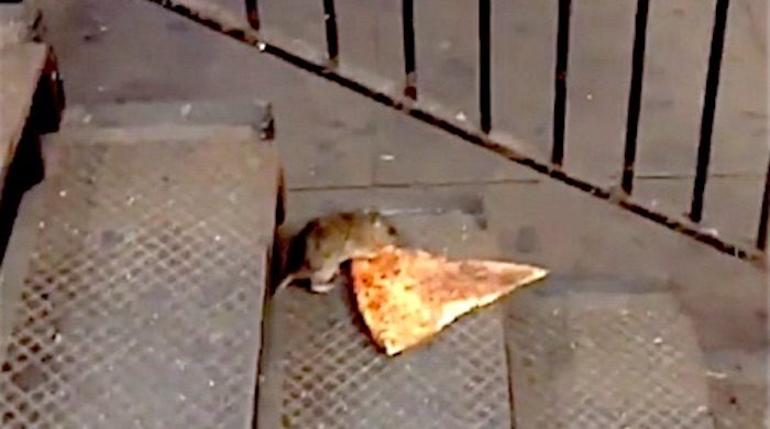 Click to enlarge Rat and pizza