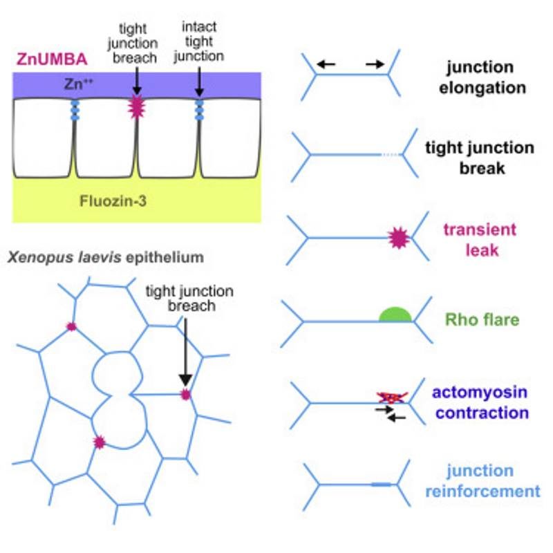 cell wall breaches repair