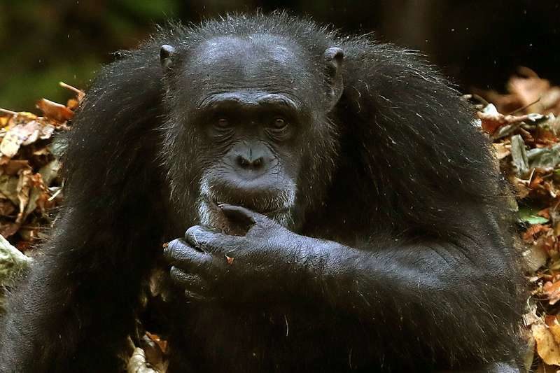 chimpanzee