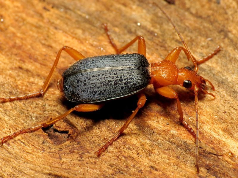 Click to enlarge Bombardier beetle