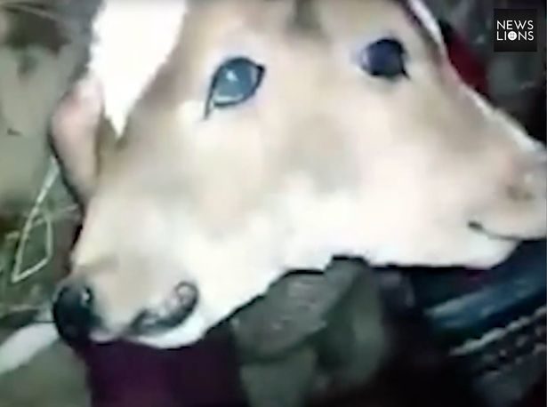 The calf was miraculously born with two heads