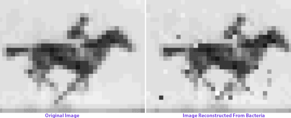 Click to enlarge dna encoded video