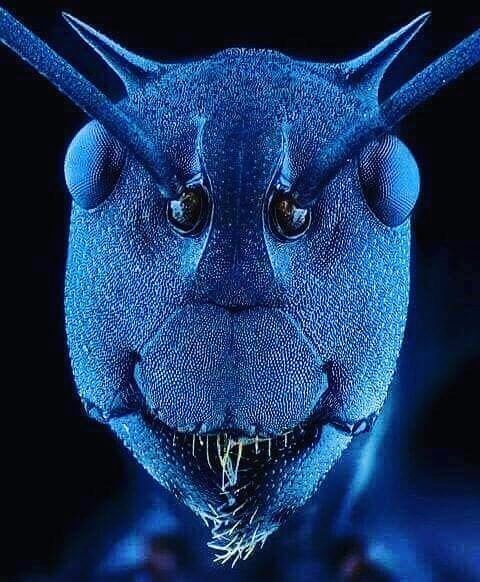 Click to enlarge Ant face