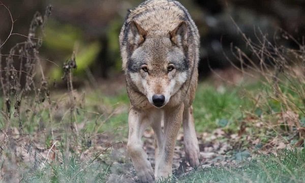 Click to enlarge Wolf