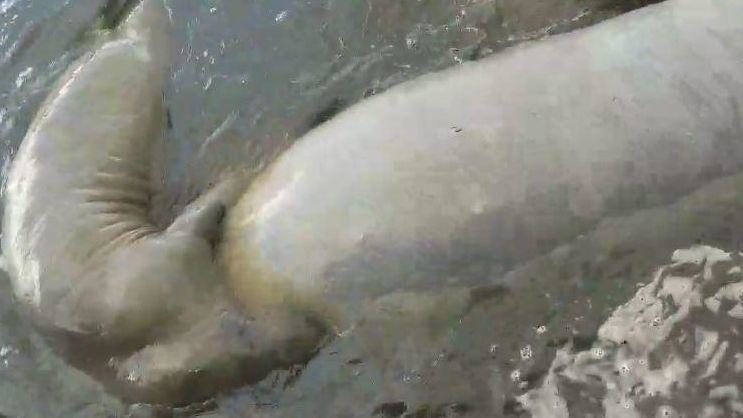 manatees