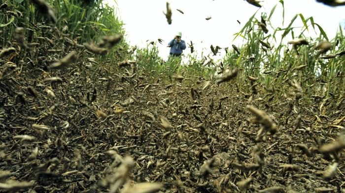 Swarms of locusts, like these, have descended on Abu Dhabi's Al Dhafra area.