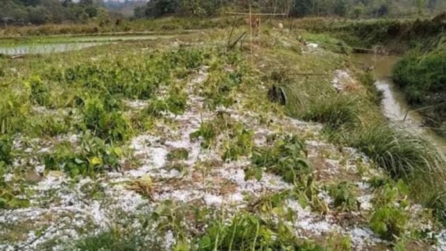 A cropland lies ravaged at a field of Sijakmukh village in Saroatoli union of Baghaichhari upazila under Rangamati hill district after a hailstorm lashed the area yesterday.