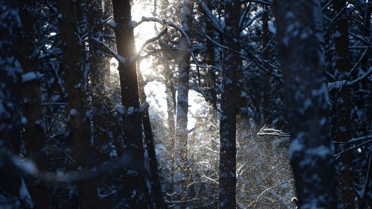 forest