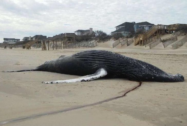 The whale beached Sunday.