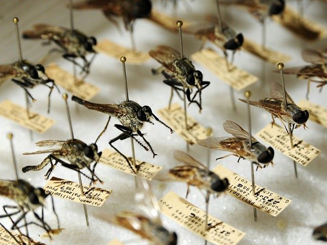insects