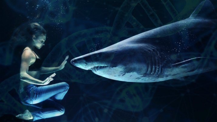 Great white Shark