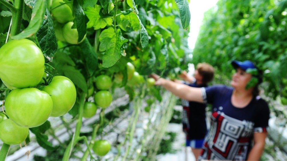Click to enlarge non gmo food russia