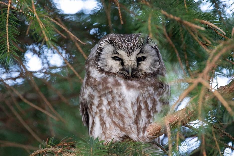 The Tengmalm’s owl in Tumblin.
