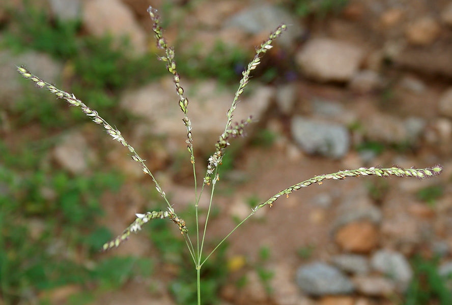 Click to enlarge Alloteropsis semialata
