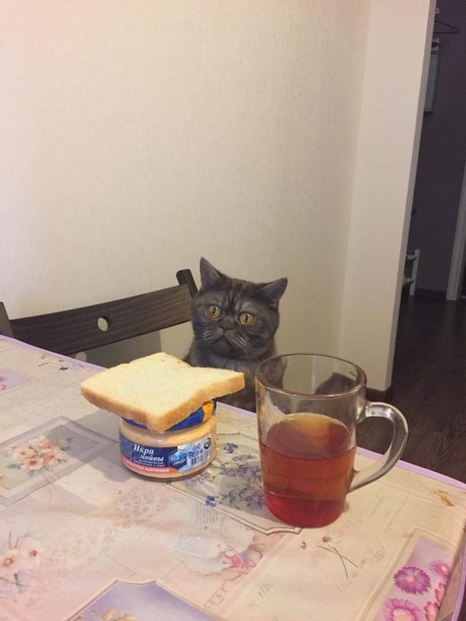 Click to enlarge Caviar cat