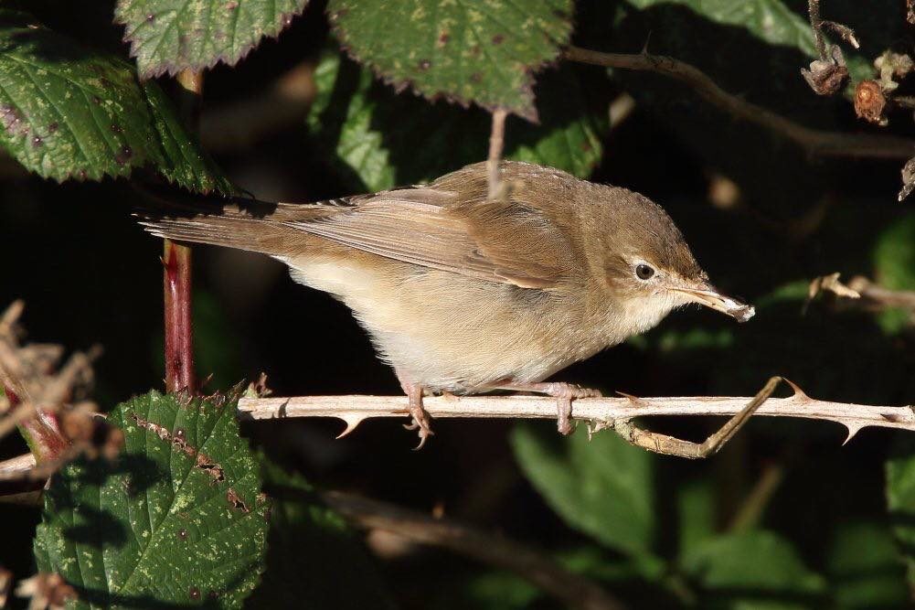 Hope Carr Nature Reserve, Leigh. Blyth's Reed