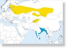 Click to enlarge Species distribution range map for Blyth's Reed-warbler (Acrocephalus dumetorum)