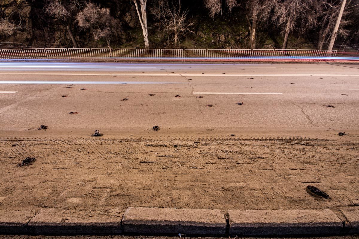 dead starlings