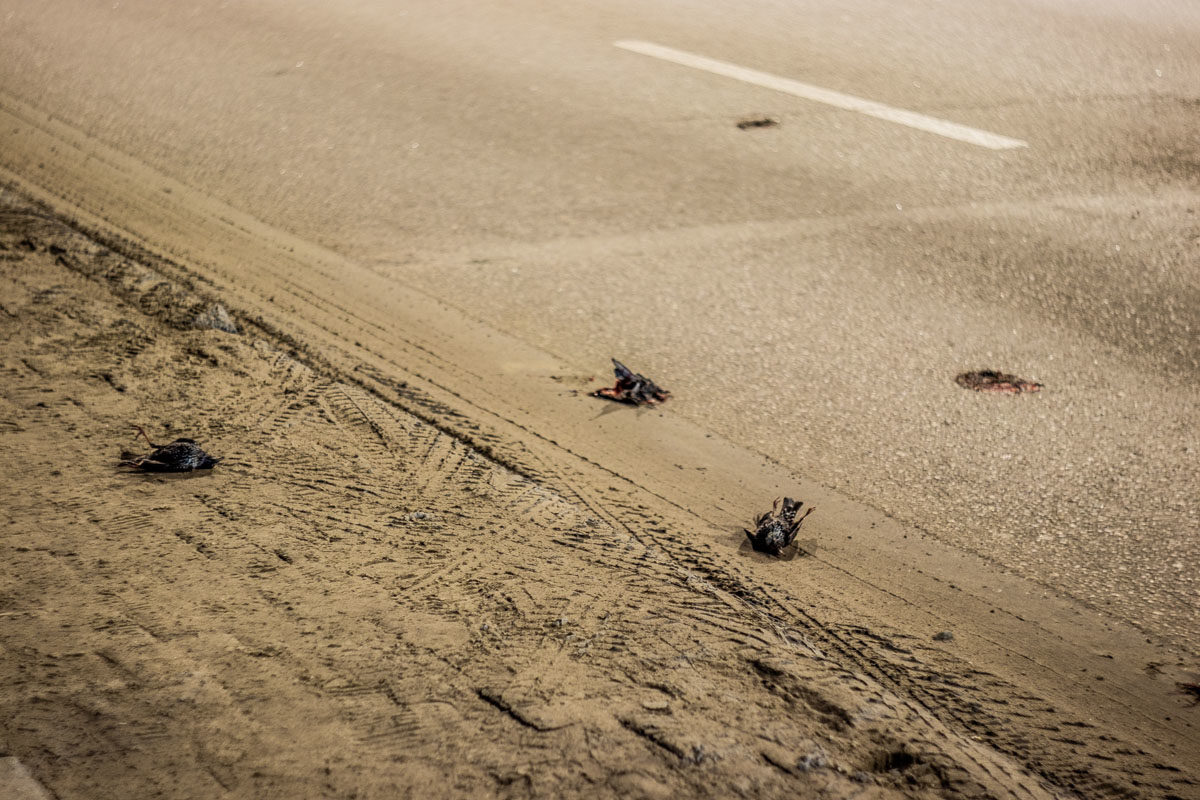 Click to enlarge dead starlings