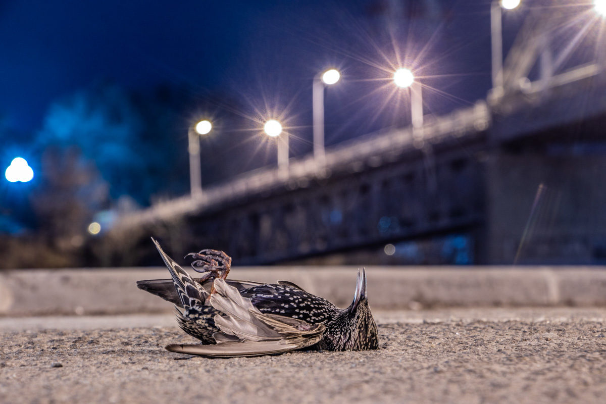 Click to enlarge dead starling