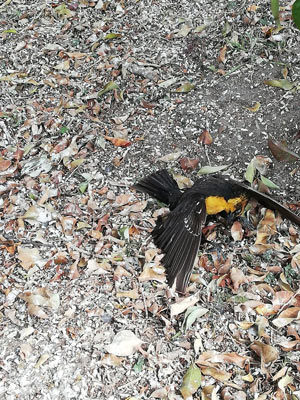Click to enlarge dead bird
