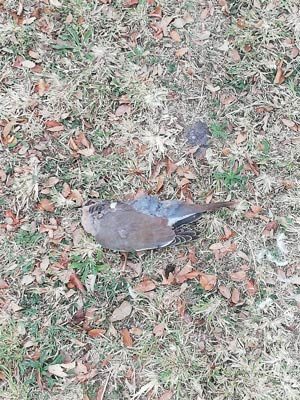 Click to enlarge dead birs