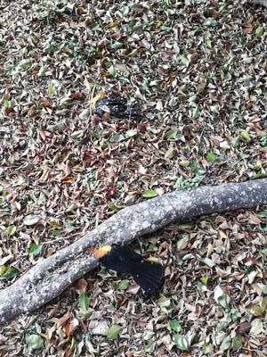Click to enlarge dead birds